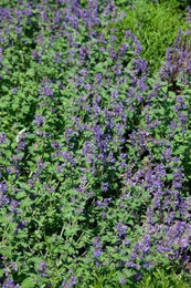 Produktbild von PlantaPro Katzenminze Nepeta racemosa Odeur Citron im 9x9 cm Topf winterhart und mehrjährig
