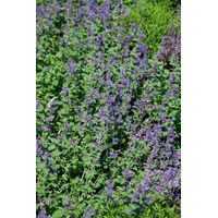 Produktbild von PlantaPro Katzenminze Nepeta racemosa Odeur Citron im 9x9 cm Topf winterhart und mehrjährig
