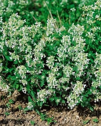 PlantaPro Katzenminze Nepeta racemosa Snowflake im 9x9 cm Topf – Winterharte mehrjährige Beetstaude in Weiß und Grau – Bild 1 von 3