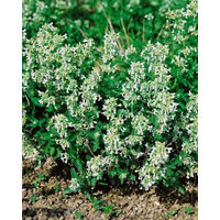 Produktbild von PlantaPro Katzenminze Nepeta racemosa Snowflake im 9x9 cm Topf – Winterharte mehrjährige Beetstaude in Weiß und Grau