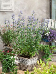 Produktbild von PlantaPro Katzenminze Nepeta x faassenii Gletschereis im 9x9 cm Topf winterhart und mehrjährig