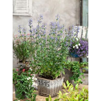 Produktbild von PlantaPro Katzenminze Nepeta x faassenii Gletschereis im 9x9 cm Topf winterhart und mehrjährig