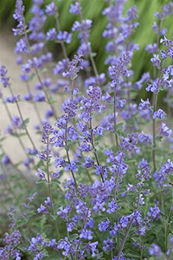 Produktbild von PlantaPro Katzenminze Nepeta x faassenii Six Hills Giant im 9 cm Topf lila blau grau winterhart und mehrjährig
