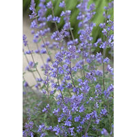 Produktbild von PlantaPro Katzenminze Nepeta x faassenii Six Hills Giant im 9 cm Topf lila blau grau winterhart und mehrjährig