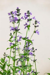PlantaPro Sibirische Katzenminze Nepeta sibirica winterharte mehrjährige Staude in 9x9 cm Topf blau lila – Bild 1 von 7