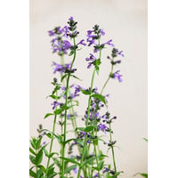 Produktbild von PlantaPro Sibirische Katzenminze Nepeta sibirica winterharte mehrjährige Staude in 9x9 cm Topf blau lila