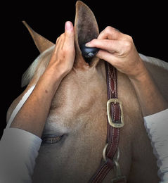 Plughz Equine Ohrstöpsel für Pferde aus Memory Foam Schwarz Größe S – Bild 1 von 2