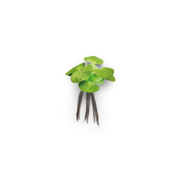 Produktbild von Pontec PondoHyacinth Kunstpflanze Schwimmende Teich-Hyazinthe - 1 Stk.