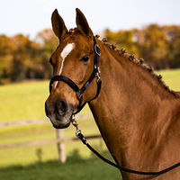 Produktbild von Pony Halfter SOLID SOFT in Schwarz oder Blau