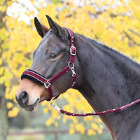 Produktbild von Pony Halfter und Stricke IDEAL in Rot mit Silberne Busse