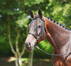 Produktbild von Pony Halfter WEIDE-FRANSEN in Rot