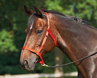 Pony Halfter WEIDE Rot – Bild 1 von 2
