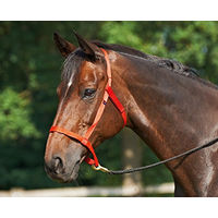 Produktbild von Pony Halfter WEIDE Rot