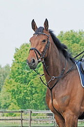 Pony Martingal Basic Busse aus Leder in Schwarz - 1 Stk. – Bild 1 von 2