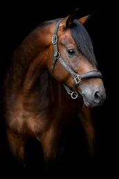 Produktbild von Ponyhalfter HorseGuard Maison aus Neopren in Braun