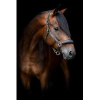 Produktbild von Ponyhalfter HorseGuard Maison aus Neopren in Braun