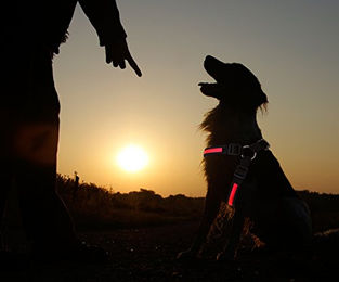 PRECORN LED Hundegeschirr Sicherheitsgeschirr in Rot Größe S – Bild 1 von 5