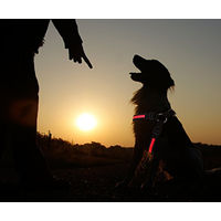 Produktbild von PRECORN LED Hundegeschirr Sicherheitsgeschirr in Rot Größe S