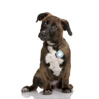 Produktbild von PRECORN LED Leuchtanhänger wasserdicht in Weiß für Hunde und Katzen - 1 Stk.