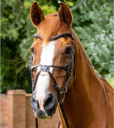 Premier Equine Glorioso Reithalfter aus Leder mit gekreuztem Reithalfter – Bild 1 von 5