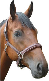Privilège Equitation Pony Halfter aus Leder in Braun – Bild 1 von 1