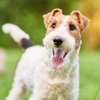Produktbild von proCani Hundefutter Rind und Kalb Monoprotein 100% Muskelfleisch für alle Altersstufen und Größen