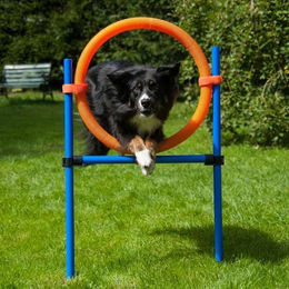 Produktbild von Procyon Agility-Gerät Sprungring aus Kunststoff in Orange für Hunde