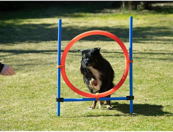 Procyon Agility Sprungring groß – Bild 1 von 2