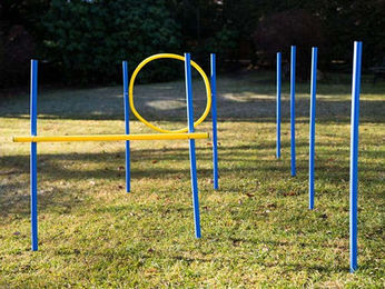 Procyon Agility Trainings-Set für Hunde in Bunt – Bild 1 von 1