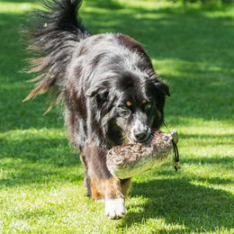 Produktbild von PROCYON Felldummy Wurfspielzeug 250 g - 250 g