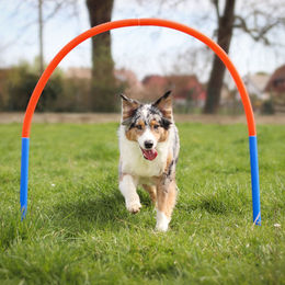 Procyon Hoopers Set Agility-Gerät aus Kunststoff für Hunde aller Altersstufen – Bild 1 von 10