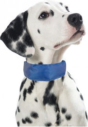 PROCYON Kühl-Bandana Halstuch für Hunde Blau Größe M – Bild 1 von 1