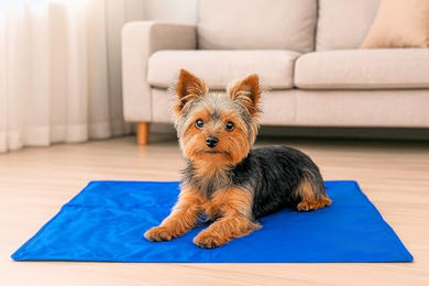 Procyon Kühlmatte für Hunde Gel-Kühlmatte druckaktiviert Größe M 65x50cm Blau – Bild 1 von 6