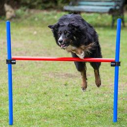 Produktbild von PROCYON Obedience Hürde Agility-Gerät rot offen