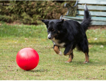 Procyon Treibball Rot für kleine Tiere – Bild 1 von 1