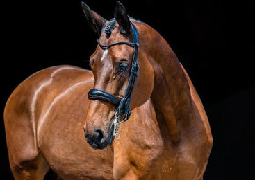 PS of Sweden Kandare All In Revolution Schwarz Leder Cob – Bild 1 von 1