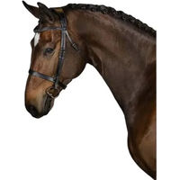 Produktbild von PS of Sweden Trense Wellington Schwarz Full