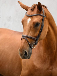 PS of Sweden Trensenzaum Stockholm aus Leder für Ponys in Braun – Bild 1 von 1