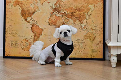 Puppia Hundegeschirr Sicherheitsgeschirr für kleine Hunde und Welpen Schwarz XS – Bild 1 von 4