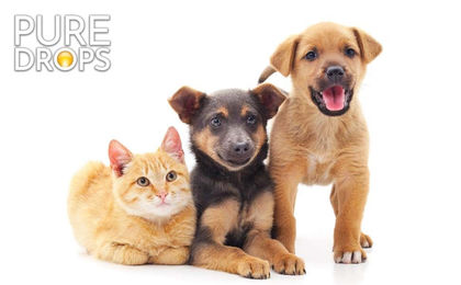 PURE DROPS CBD-Öl 5% zur Beruhigung für Hunde und Tiere 10ml – Bild 1 von 3