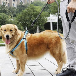 Purlov Hundeleine für große Hunde aus Nylon mit reflektierendem Design und gepolstertem Griff inklusive Kotbeutelspender Schwarz 3 m - 3 m – Bild 1 von 11