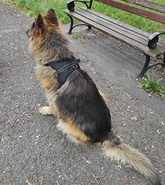 Purlov Sicherheitsgeschirr Hund Brustgeschirr aus Nylon Schwarz Größe L – Bild 1 von 5