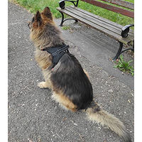 Produktbild von Purlov Sicherheitsgeschirr Hund Brustgeschirr aus Nylon Schwarz Größe L