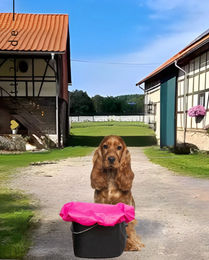 QHP Eimerabdeckung Fuchsia – Bild 1 von 1