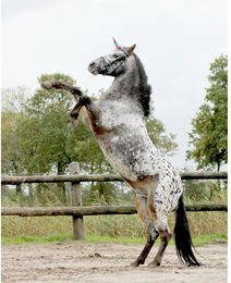 QHP Einhornhorn für Pferde in Gold oder Bunt aus Polyester – Bild 1 von 3