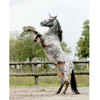 Produktbild von QHP Einhornhorn für Pferde in Gold oder Bunt aus Polyester