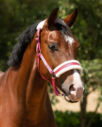 Produktbild von QHP Halfter Cali für Ponys in Fuchsia Rosa