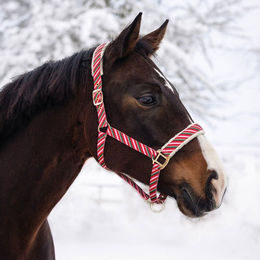 QHP Halfter Jolly Stripe Weihnachten Größe Pony – Bild 1 von 1