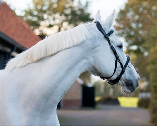 QHP Kappzaum aus Leder für Ponys in Schwarz oder Braun – Bild 1 von 3