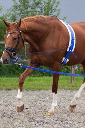 Produktbild von QHP Longiergurt aus Polyester in Blau